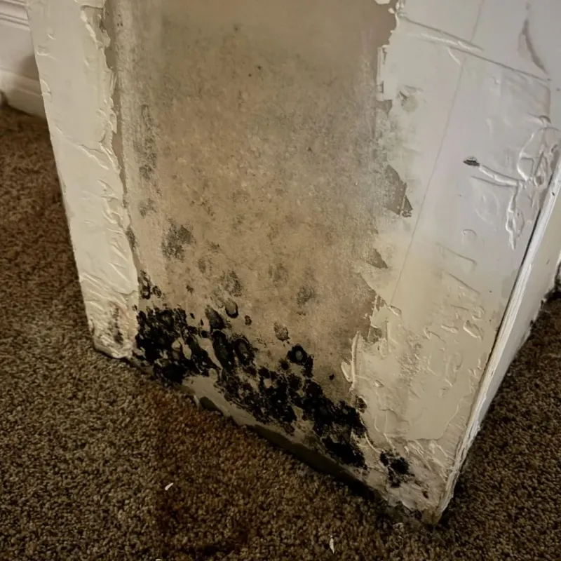 Professional Mold Removal in Burbank, WA